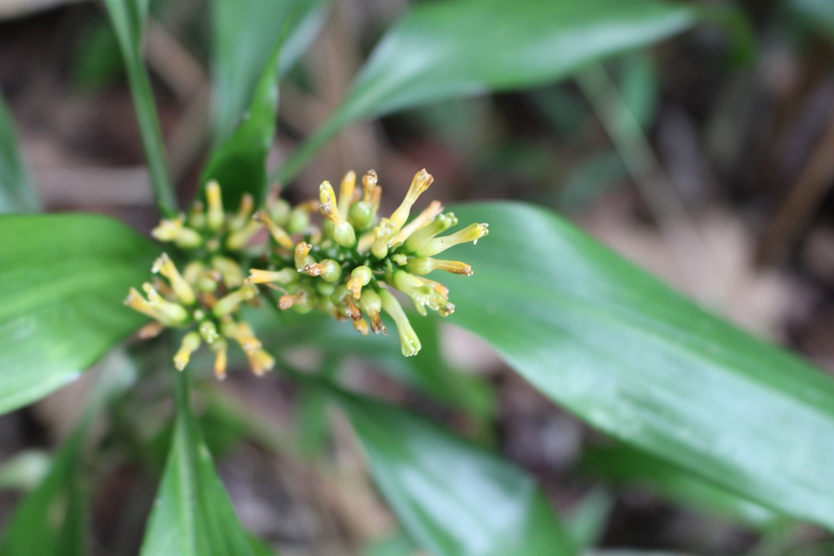 Dracaena thwaitesii Regel